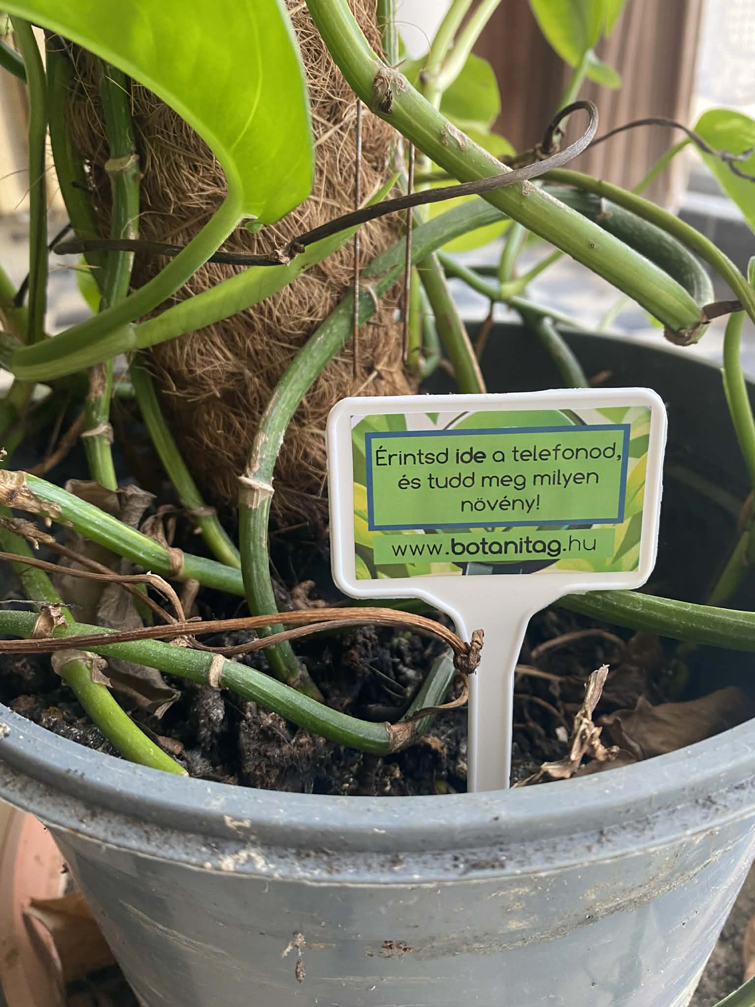 BotaniTag – Szerkeszthető