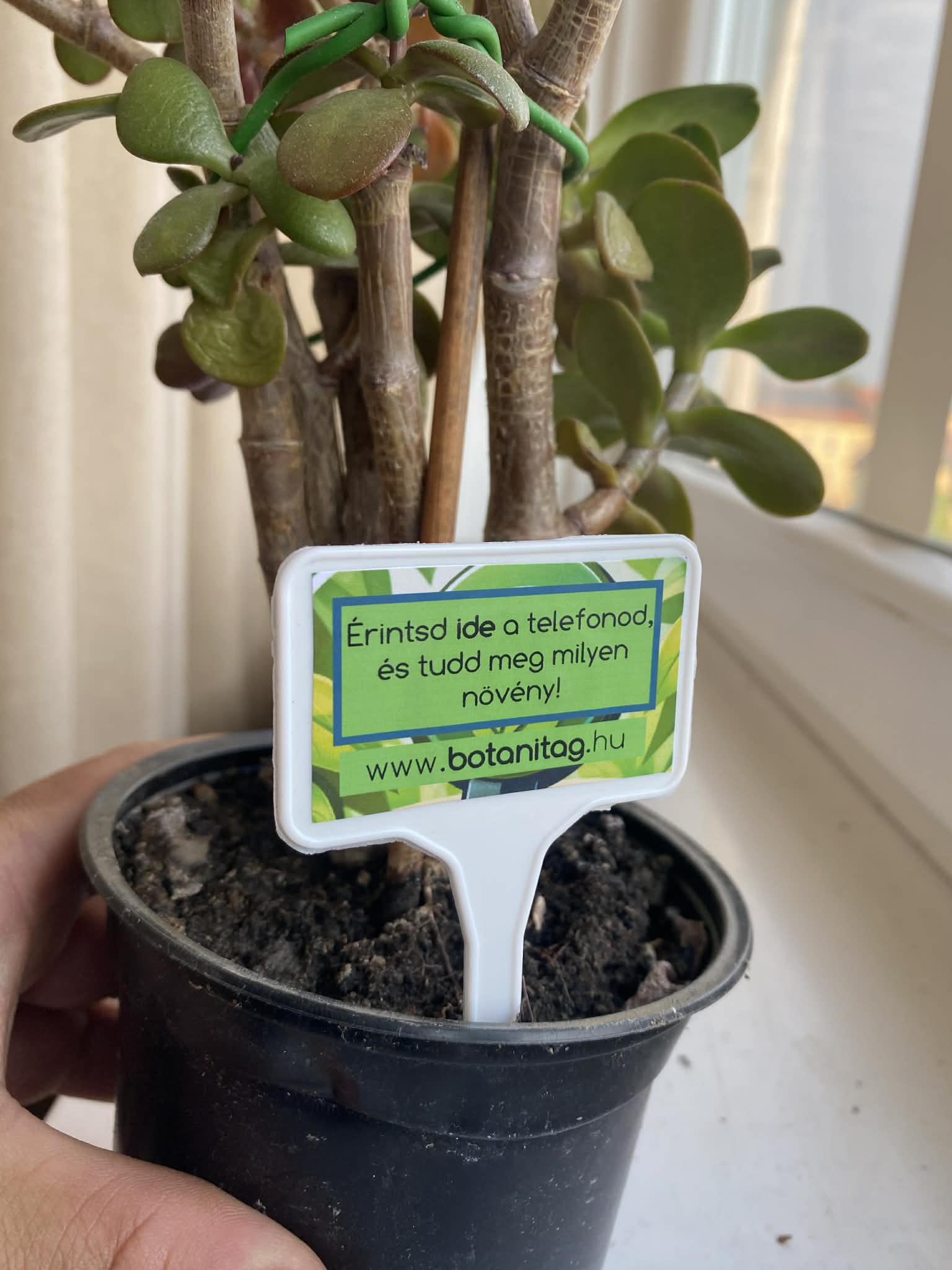 BotaniTag - Leszúrható